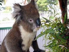 Eyre Peninsula SA Accommodation Fremantle