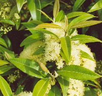 Tumbeela Native Bushfoods - Accommodation Fremantle