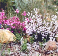 Stokes Bay Bush Garden - Accommodation Fremantle