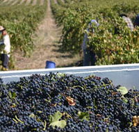 Rolf Binder Wines - Accommodation Fremantle