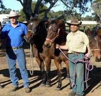 Coffin Bay Brumby Preservation Society Incorporated - Accommodation Fremantle