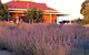 Bella Lavender Estate - thumb 0