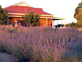 Bella Lavender Estate - Accommodation Fremantle 0
