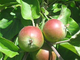 Sage Cooking School - Accommodation Fremantle 0