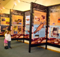 Platypus Experience - Accommodation Fremantle