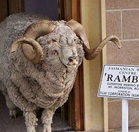 Tasmanian Wool Centre - Accommodation Fremantle