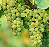 TP Vineyards - Accommodation Fremantle