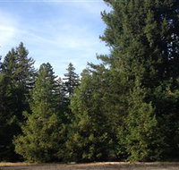 Pialligo Redwood Forest - Accommodation Fremantle