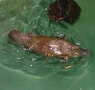 Platypus House - Accommodation Fremantle