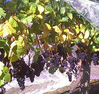 Palmara Vineyard - Accommodation Fremantle