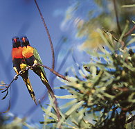 Wangi Falls Walk - Accommodation Fremantle