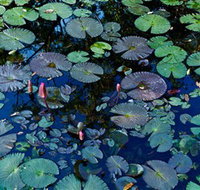 Pine Creek Water Gardens - Accommodation Fremantle