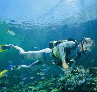 Kirra Reef Dive Site - Accommodation Fremantle