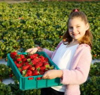 Strawberry Fields - Accommodation Fremantle