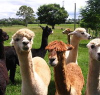 Banyandah Alpacas - Accommodation Fremantle