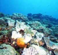 Mudjimba Old Woman Island Dive Site - Accommodation Fremantle