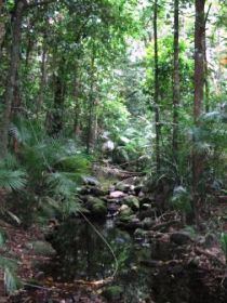 Mossman Gorge Rainforest Circuit Track, Daintree National Park - Accommodation Fremantle 0