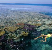 Split Bommie Dive Site - Accommodation Fremantle