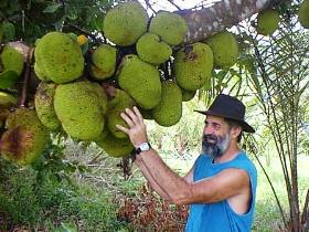 Cape Trib Exotic Fruit Farm - Accommodation Fremantle 0