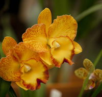 Queens Park - Orchid House - Accommodation Fremantle
