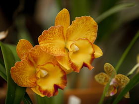 Queens Park - Orchid House - Accommodation Fremantle 0