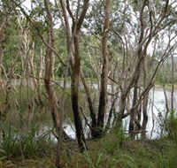 Mount Rooper Circuit and Swamp Bay Track - Accommodation Fremantle