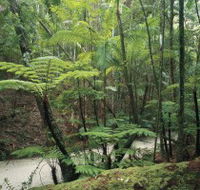 Fraser Island Great Walk - Accommodation Fremantle