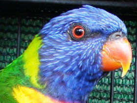 Fraser Coast Wildlife Sanctuary - Accommodation Fremantle 0