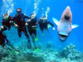 Henderson's Rock Dive Site - Accommodation Fremantle 0