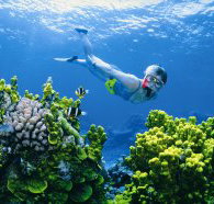 Wheeler Reef Dive Site