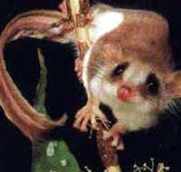 Carrowong Fauna Sanctuary - Accommodation Fremantle