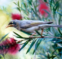 Windorah Nature Drive - Accommodation Fremantle