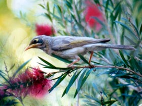 Windorah Nature Drive - Accommodation Fremantle 0
