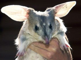 Charleville - Bilby Experience - Accommodation Fremantle 0