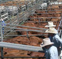 Dalrymple Sales Yards - Cattle Sales - Accommodation Fremantle
