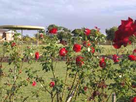 Elizabeth Park Rose Gardens - Accommodation Fremantle 0