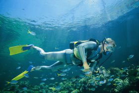 Manta Ray Bommie Dive Site - Accommodation Fremantle 0
