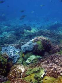 Hoffman's Rocks Dive Site - Accommodation Fremantle 0