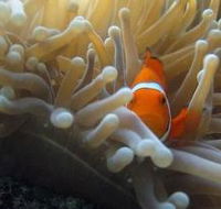 Flat Rock Dive Site - Accommodation Fremantle