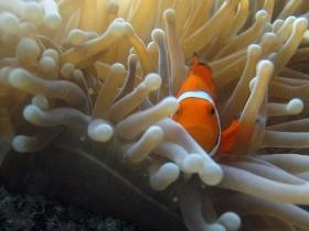 Flat Rock Dive Site - Accommodation Fremantle 0