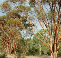 Myall Park Botanic Garden - Accommodation Fremantle