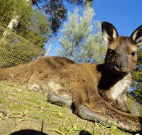 Ballarat Wildlife Park - Accommodation Fremantle