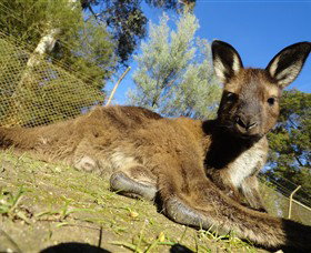 Ballarat Wildlife Park - Accommodation Fremantle 0