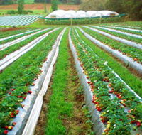 Kookaberry Strawberry Farm - Accommodation Fremantle