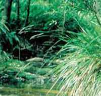 Lerderderg State Park - Accommodation Fremantle