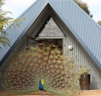 Halls Gap Zoo - Accommodation Fremantle