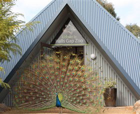 Halls Gap Zoo - Accommodation Fremantle 0