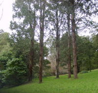 Mount Dandenong Arboretum - Accommodation Fremantle