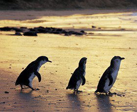 Ventnor VIC Accommodation Fremantle