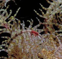 Point Danger Marine Sanctuary - Accommodation Fremantle